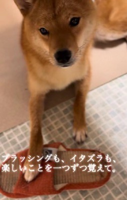 お茶目ないたずらも