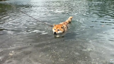 華麗な泳ぎを披露♪