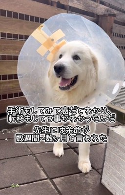 余命宣告を受けたアレンくん