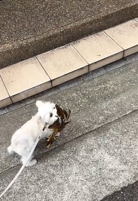 葉っぱを持つ犬1