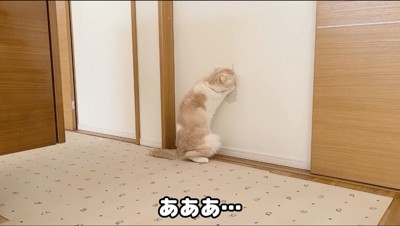 壁紙を引っ掻く猫