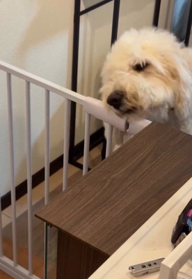 扉を開けようとするソラくん