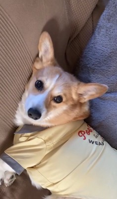 外出時のチリちゃんの対応の違い8