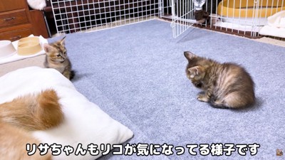 リサちゃんは慎重派