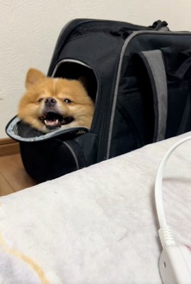 笑顔のレモンちゃん1