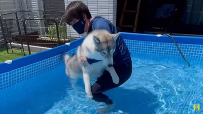 プールに入るもんちゃん