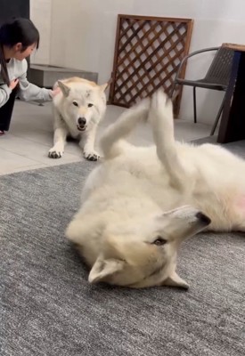 お手手チョイチョイするナオちゃん