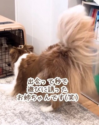 クレート越しに子犬へ興味津々の様子の犬