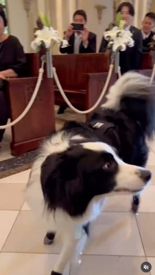 突然止まる犬