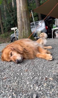 こむぎちゃんを見守るみるくちゃん