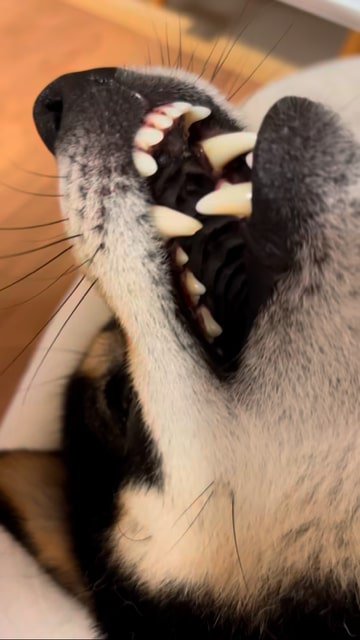 口を閉じる柴犬