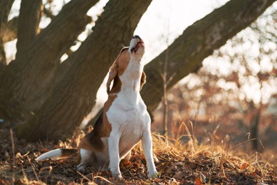 吠える犬