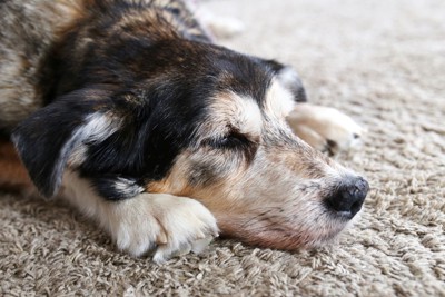 絨毯の上で眠る犬