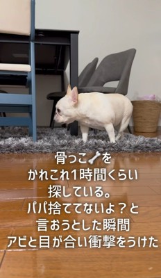 「骨ガムはどこへ…」