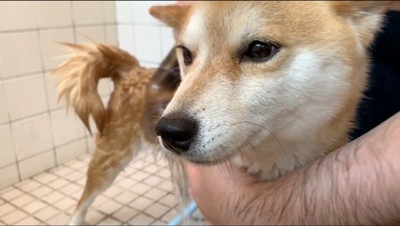 飼い主に体を洗われる犬