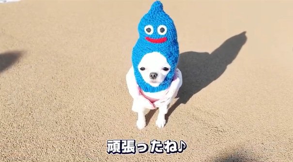 ドッグランを頑張ったルミちゃん