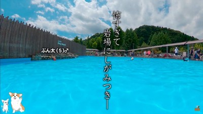 コーギーのスイミングスクール5