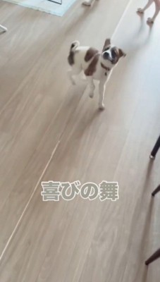 フローリングの上を飛び跳ねる子犬