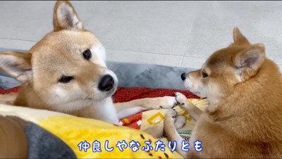 隣に並んでくつろぐ2匹の柴犬