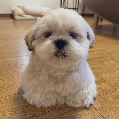 香箱座り