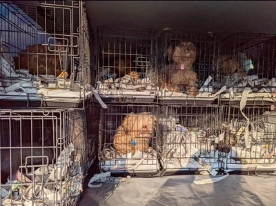 赤ちゃん犬を家族に迎えるまで3