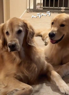 嬉しそうなコロッケくん