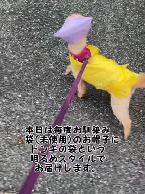 ココちゃんの雨の日コーデ♪