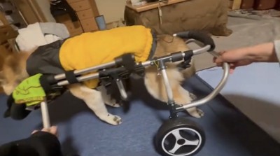 歩行器で体を支える犬