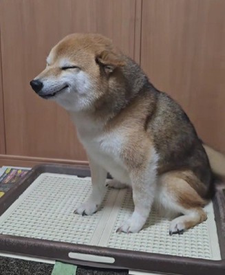 ニッコニコで尻尾フリフリ