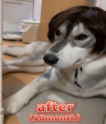 カツラを被る10カ月の犬1