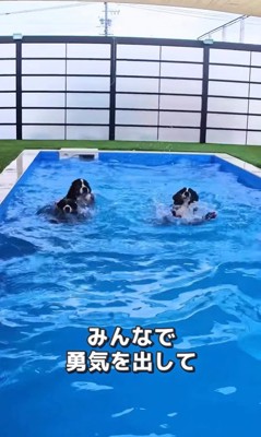 プールで泳ぐ大型犬たちの友情9