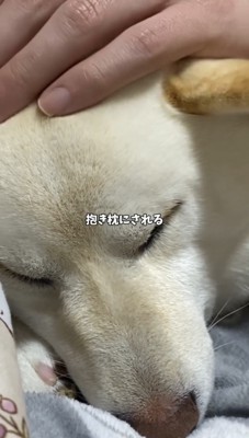 撫でられながら眠る犬