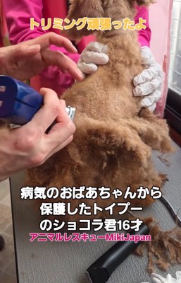 トリミング中の犬3