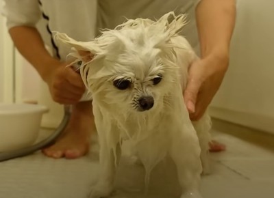 シャワーで流される犬