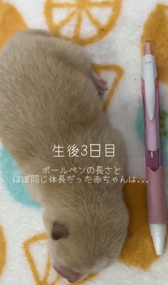 生後3日目の赤ちゃん犬