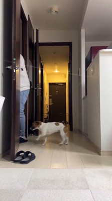 洗面所へ入る男性を追う犬