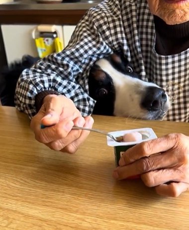 ヨーグルトを食べる人の脇に顔を突っ込むバーニーズマウンテンドッグ