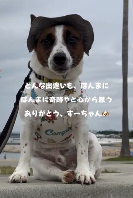 帽子をかぶって座る犬