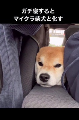 顔を突っ込んで会話に参戦