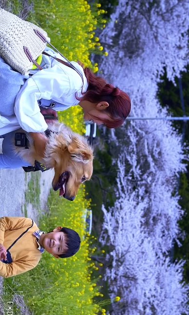 桜並木の前に並ぶ女性、ゴールデンレトリバー、男の子