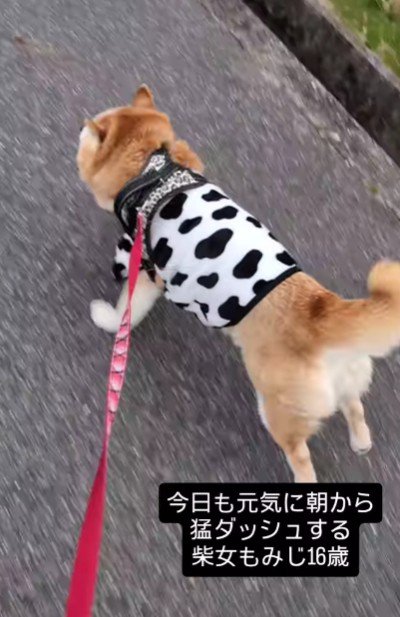 お散歩では猛ダッシュ