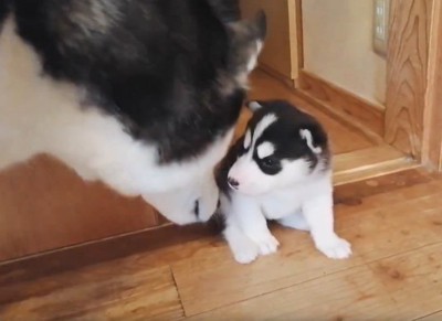 母犬と子犬