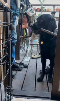 枝を運びたいあお君7