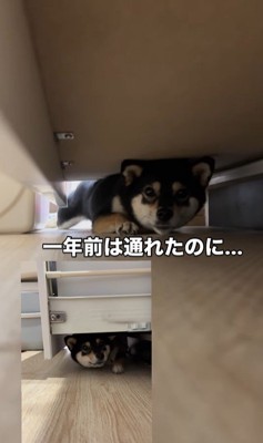 隙間に入ろうとする千幸ちゃん6