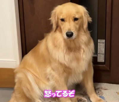 不満げな表情の犬