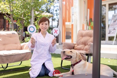 マルバツサインと犬