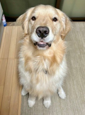 「いちごください…」