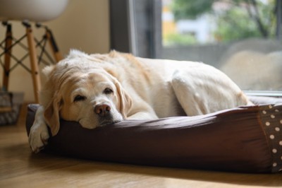 ベッドでくつろぐ老犬
