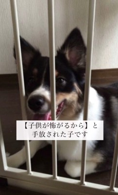 3回も家が変わった犬