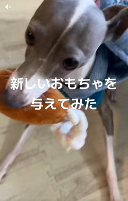 新しいおもちゃをもらったうみちゃん